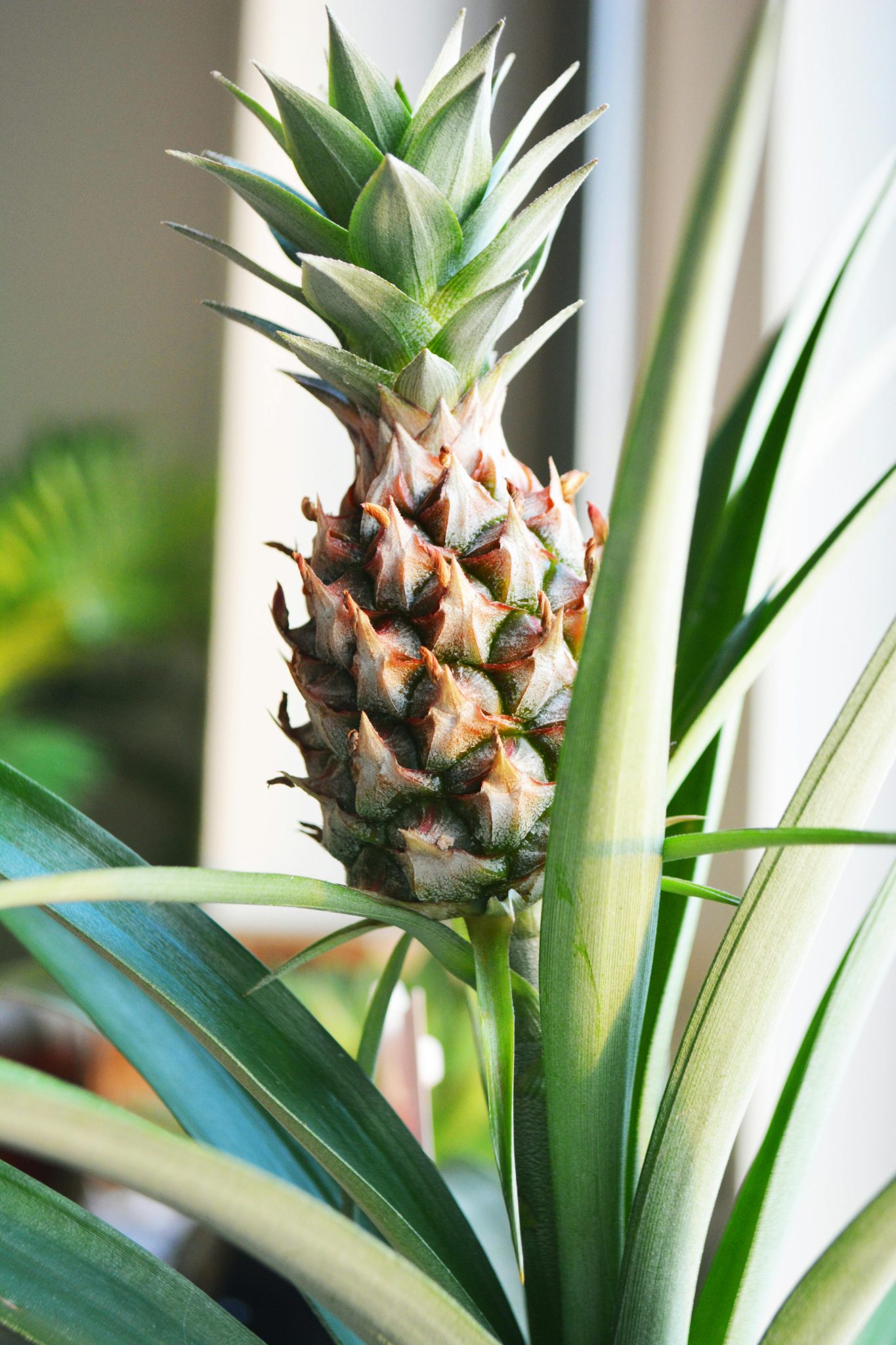 Planta de piña cuidados y mejores consejos - Cuida tu planta