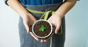 como cultivar hierbabuena