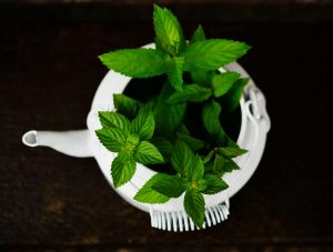 como cultivar hierbabuena