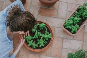 como cultivar hierbabuena